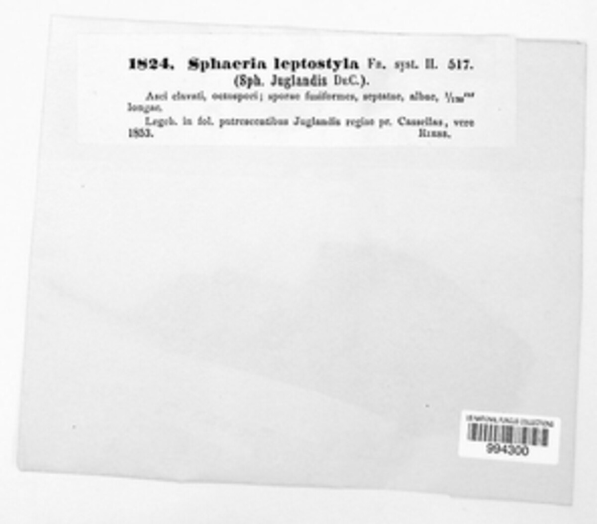 Ophiognomonia leptostyla image